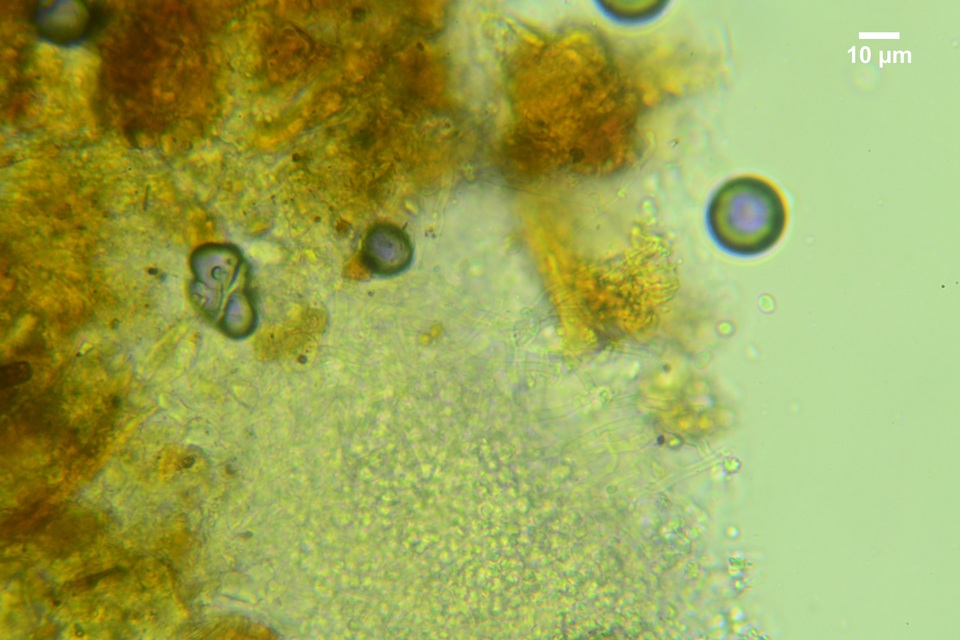 Lyomyces juniperi image