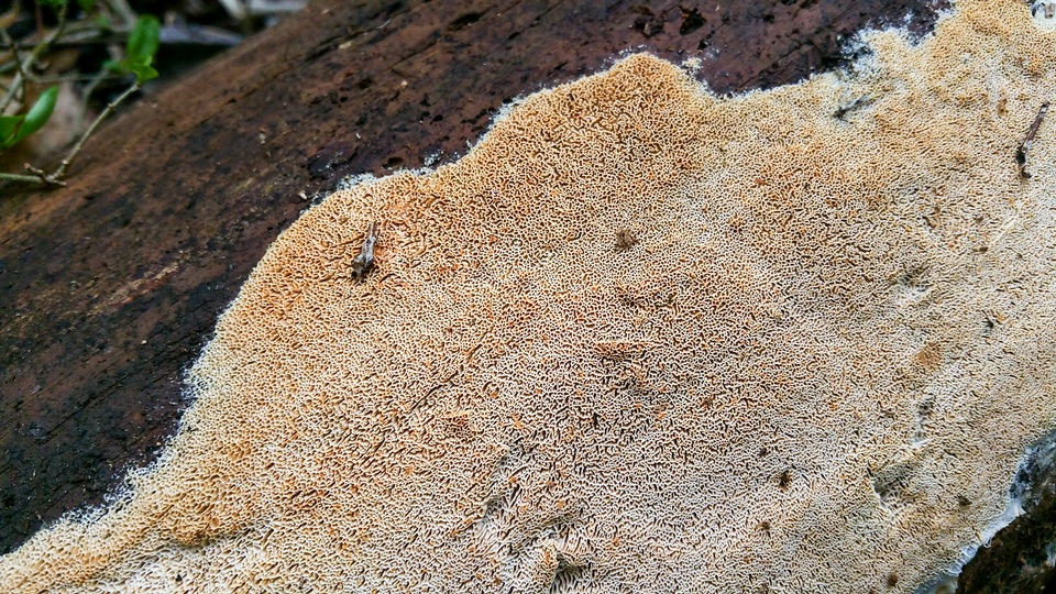Wrightoporia austrosinensis image