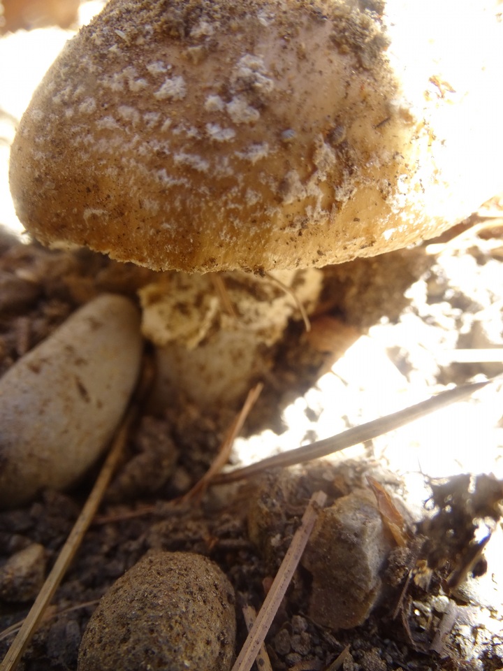 Amanita ameripanthera image