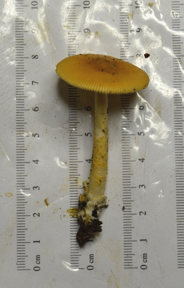 Amanita americrocea image