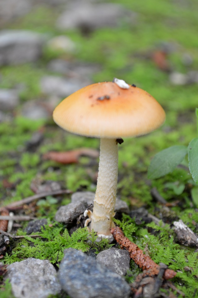 Amanita americrocea image