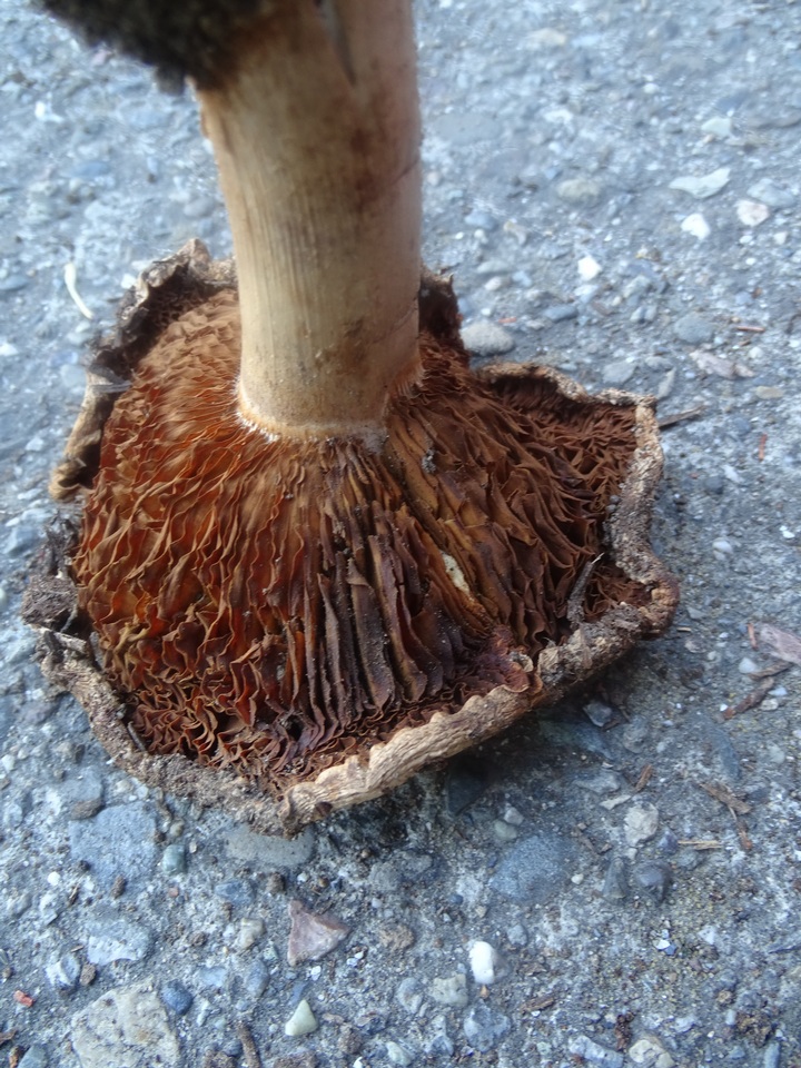Cortinarius badiolatus image
