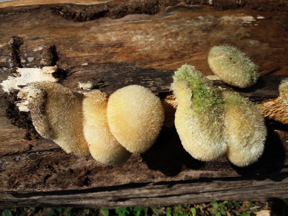 Trametes leonina image