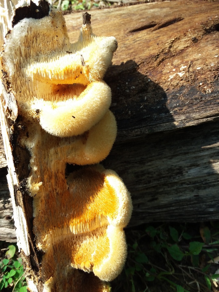 Trametes leonina image