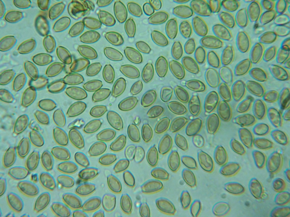 Hypholoma ericaeoides image