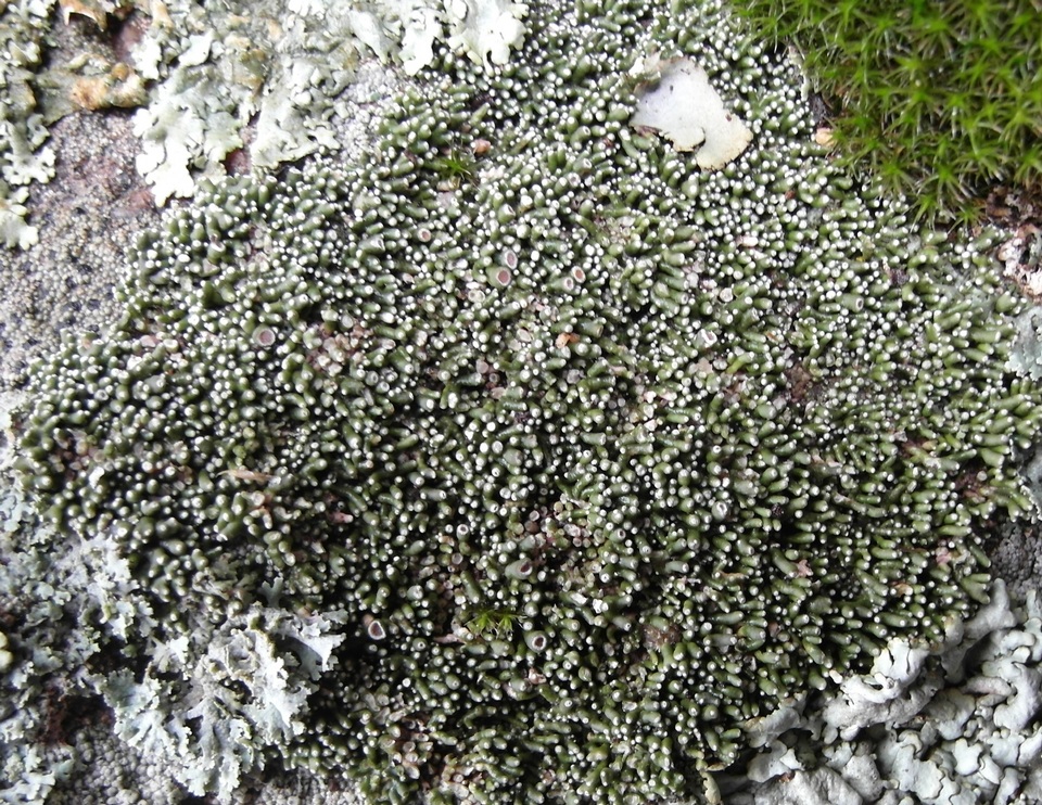 Aspicilia transbaicalica image