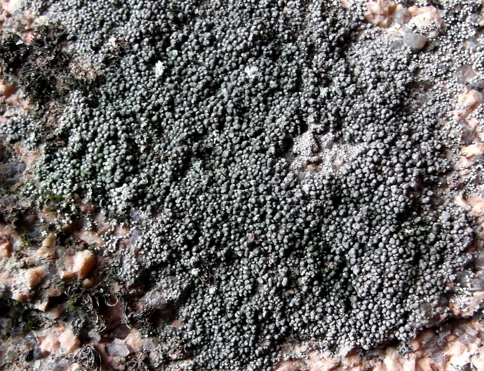 Aspicilia transbaicalica image