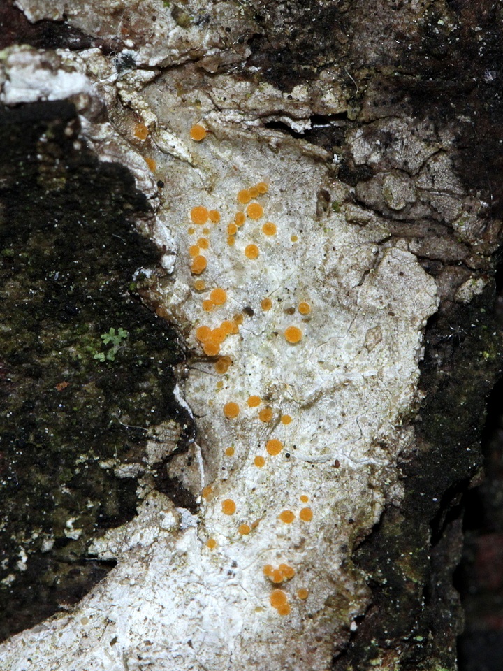 Sarea resinae image