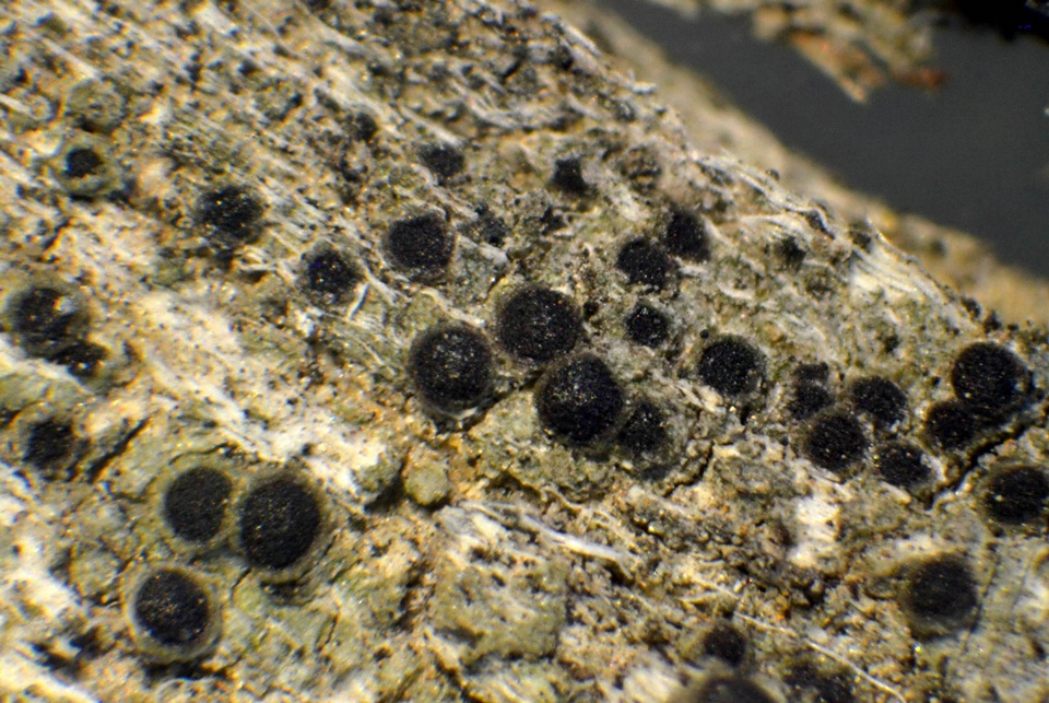 Rinodina pyrina image