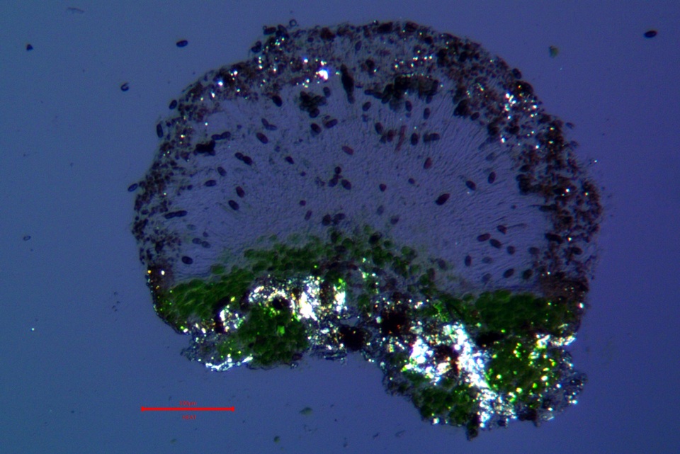 Rinodina pyrina image