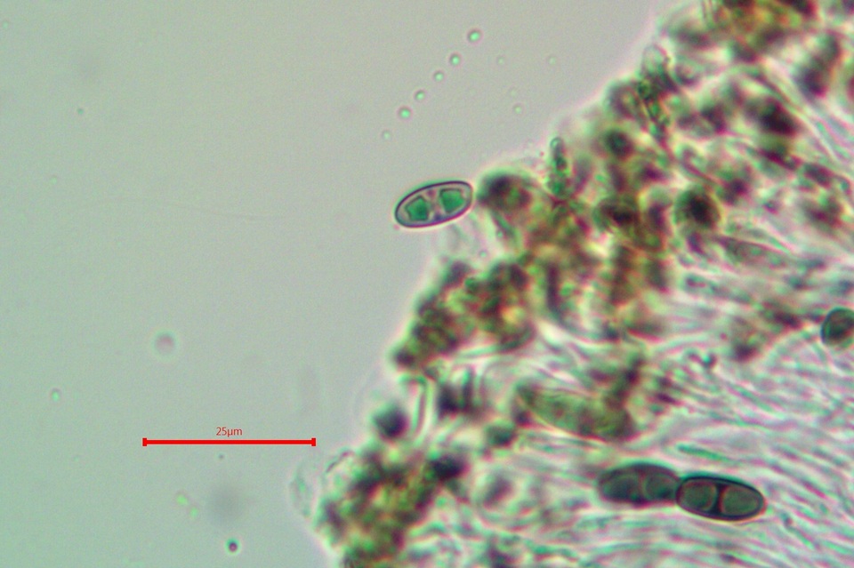 Rinodina pyrina image