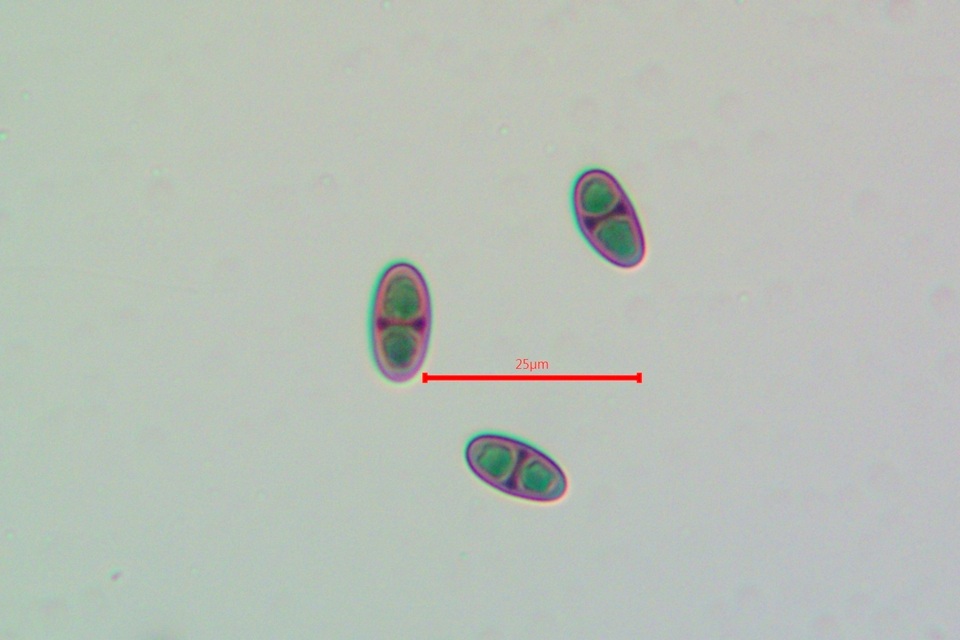 Rinodina pyrina image