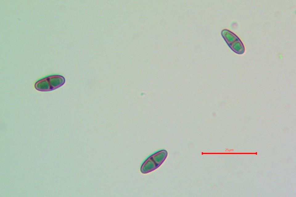Rinodina pyrina image
