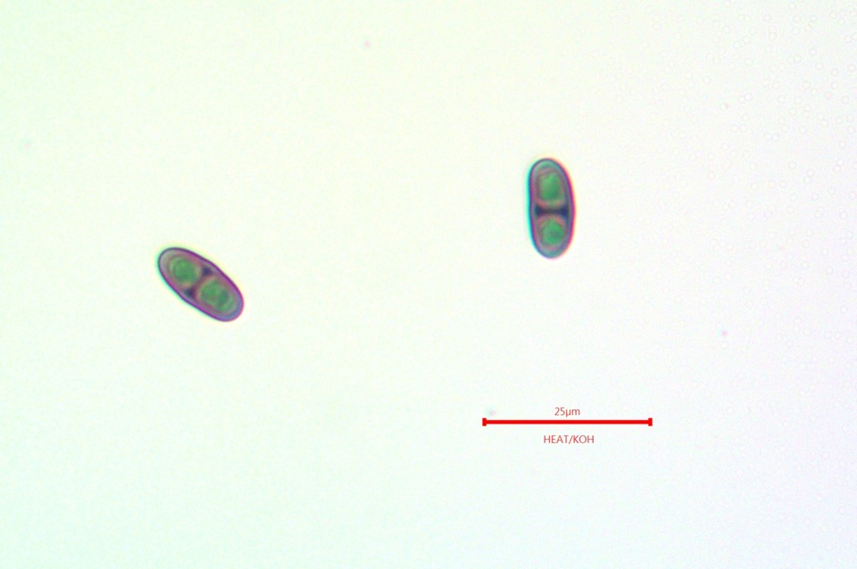 Rinodina pyrina image