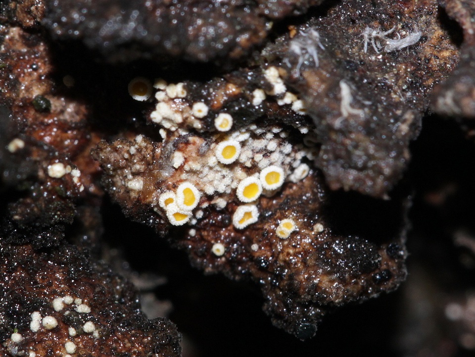 Lachnellula resinaria image