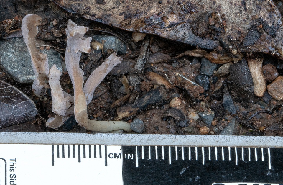 Clavulina subrugosa image