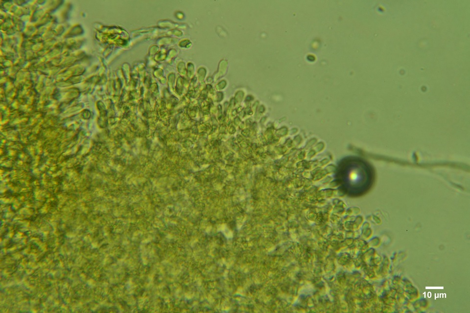 Athelia acrospora image
