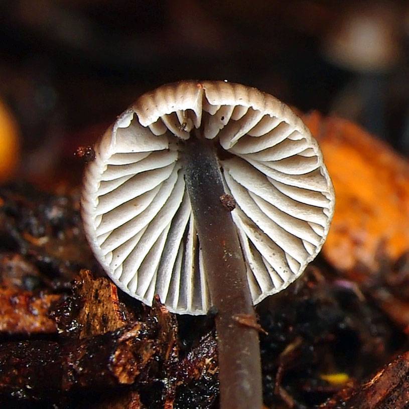 Mycena atrata image