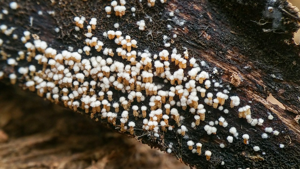 Rectipilus davidii image