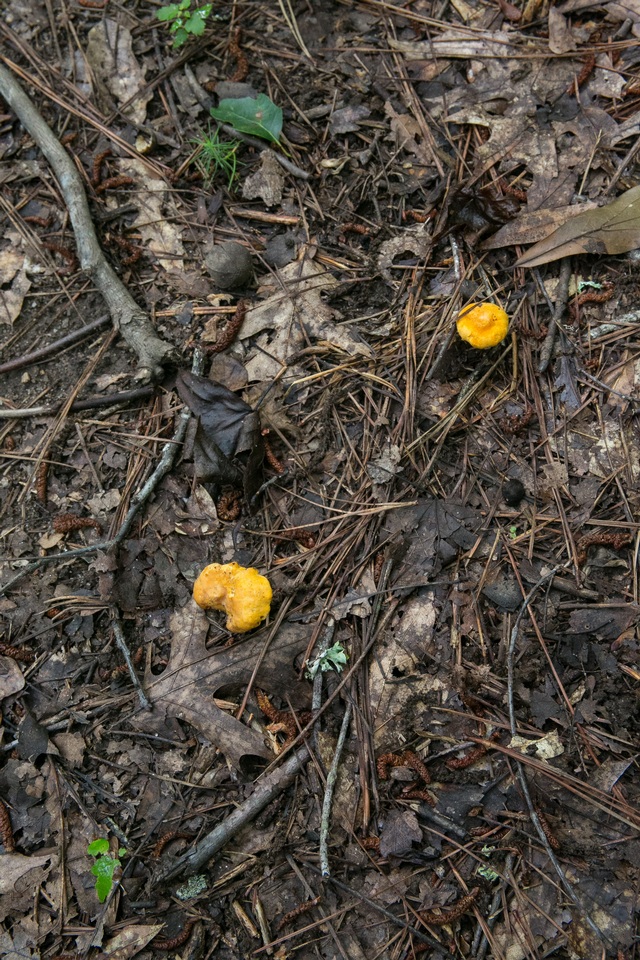 Cantharellus septentrionalis image