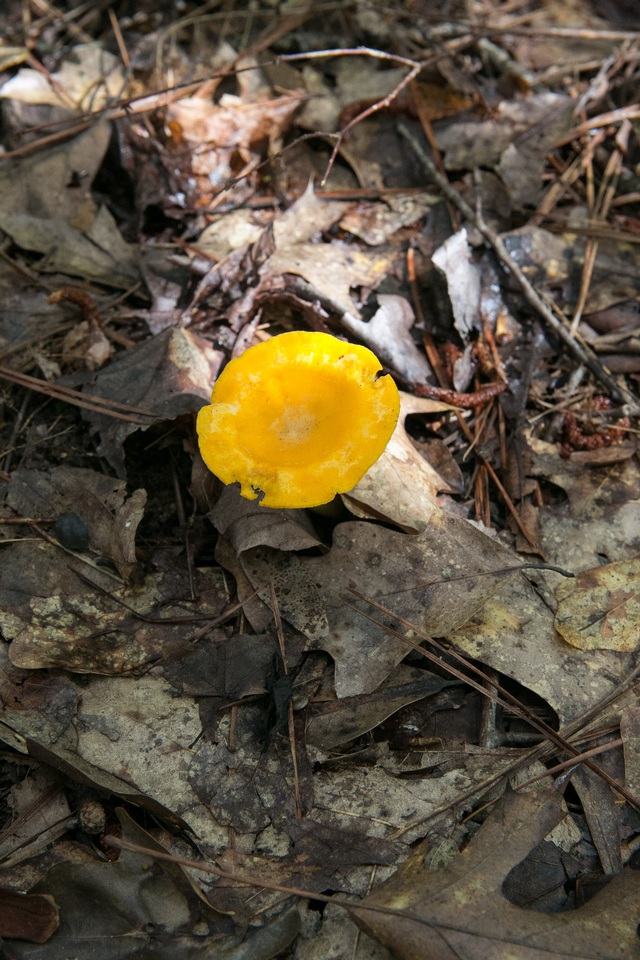 Cantharellus septentrionalis image