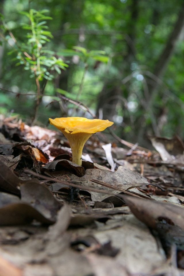 Cantharellus septentrionalis image