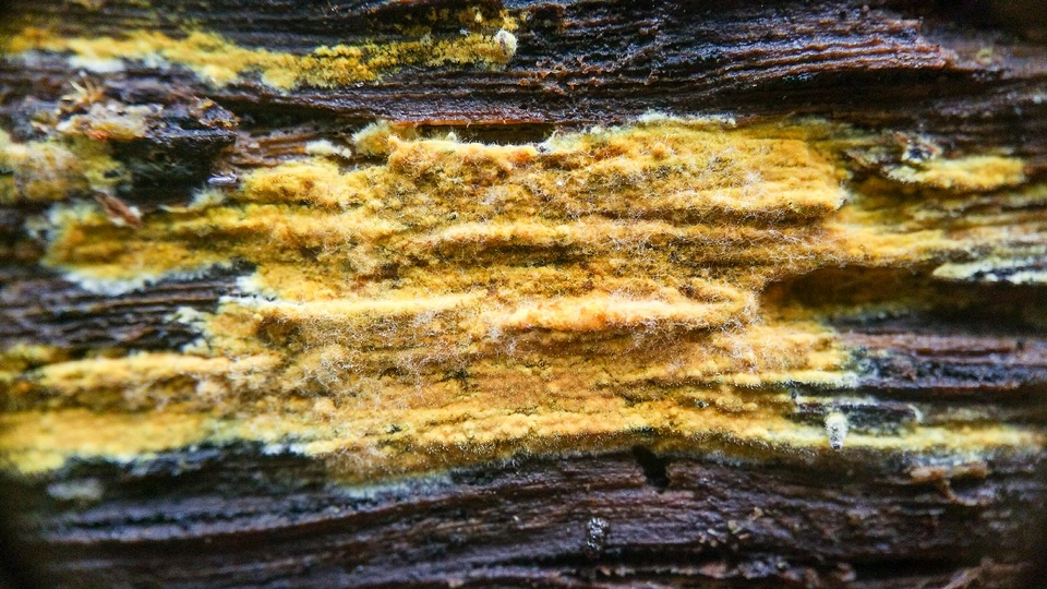 Crustoderma dryinum image