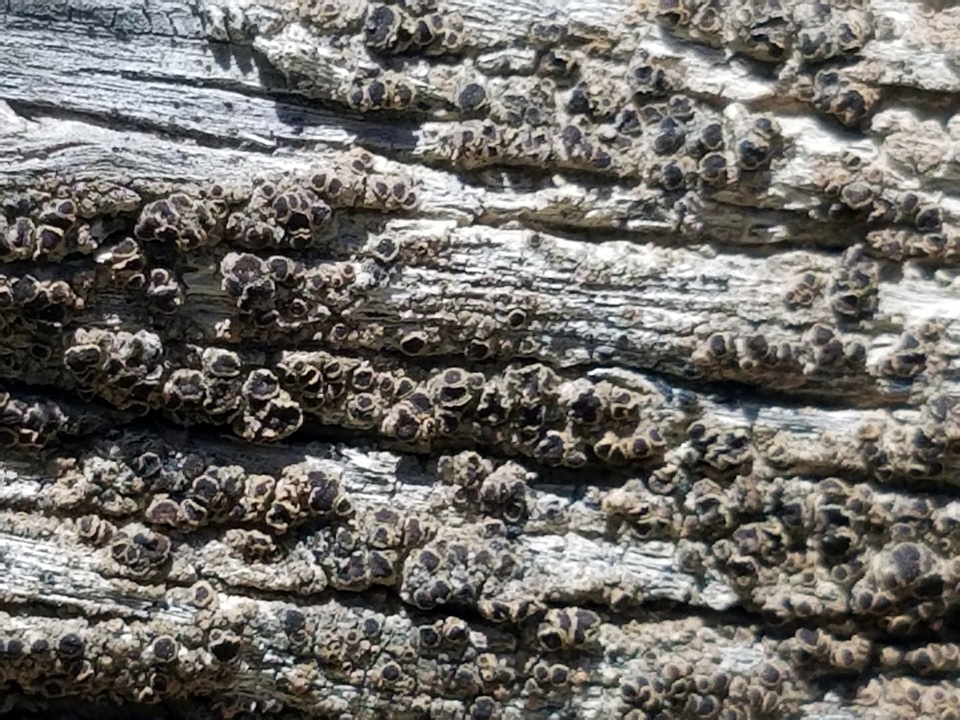 Lecanora coniferarum image