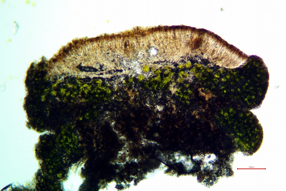 Lecanora coniferarum image