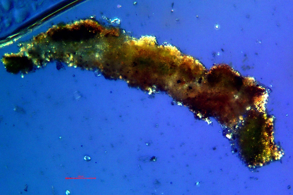 Lecanora coniferarum image