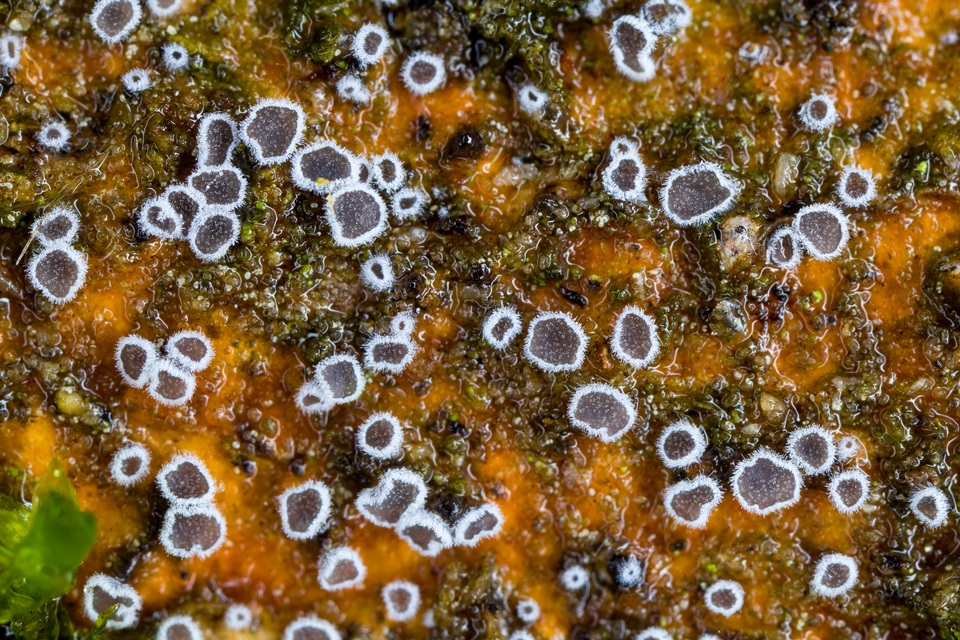 Lachnella alboviolascens image