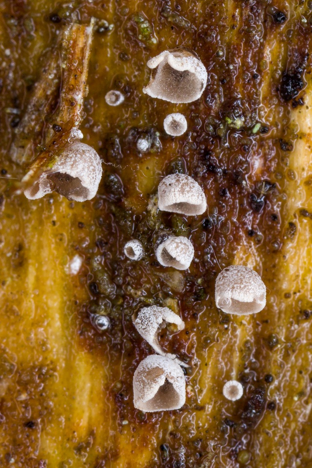 Resupinatus taxi image