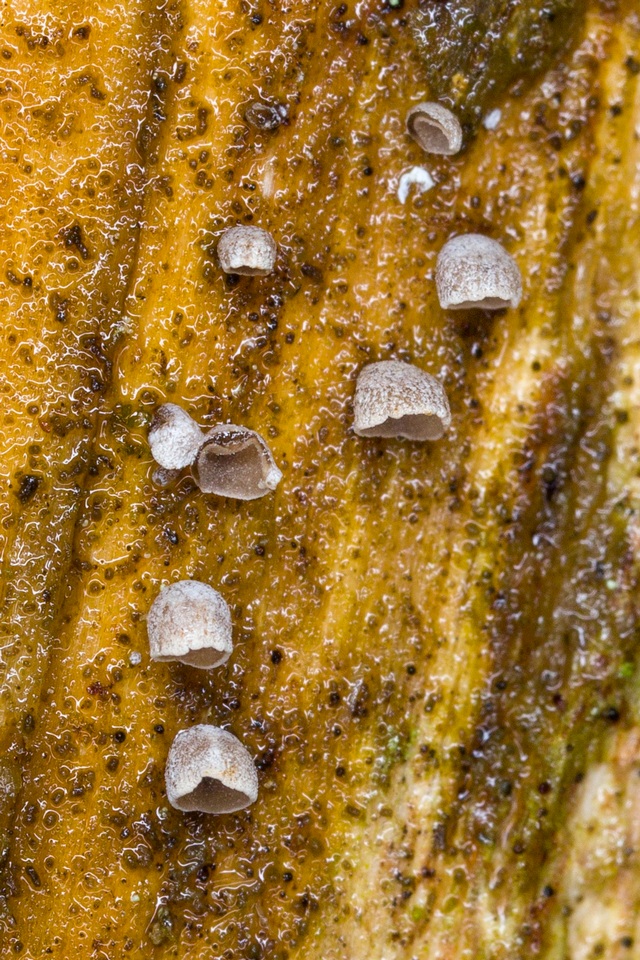 Resupinatus taxi image