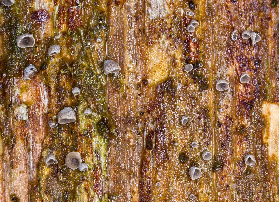 Resupinatus taxi image