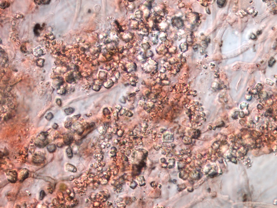 Resupinatus taxi image