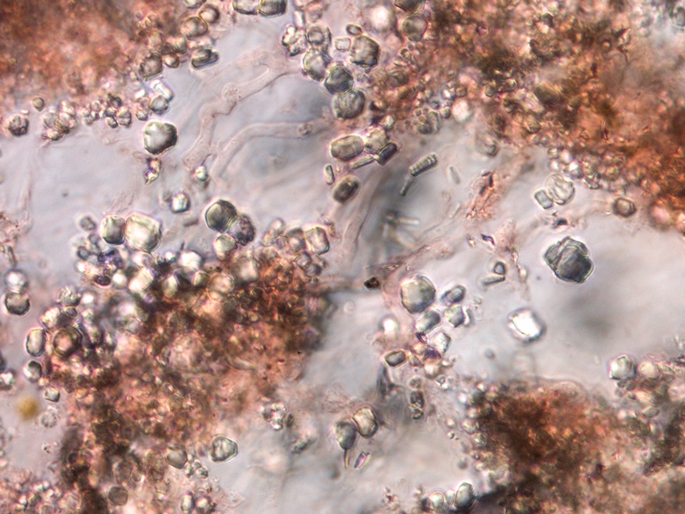 Resupinatus taxi image