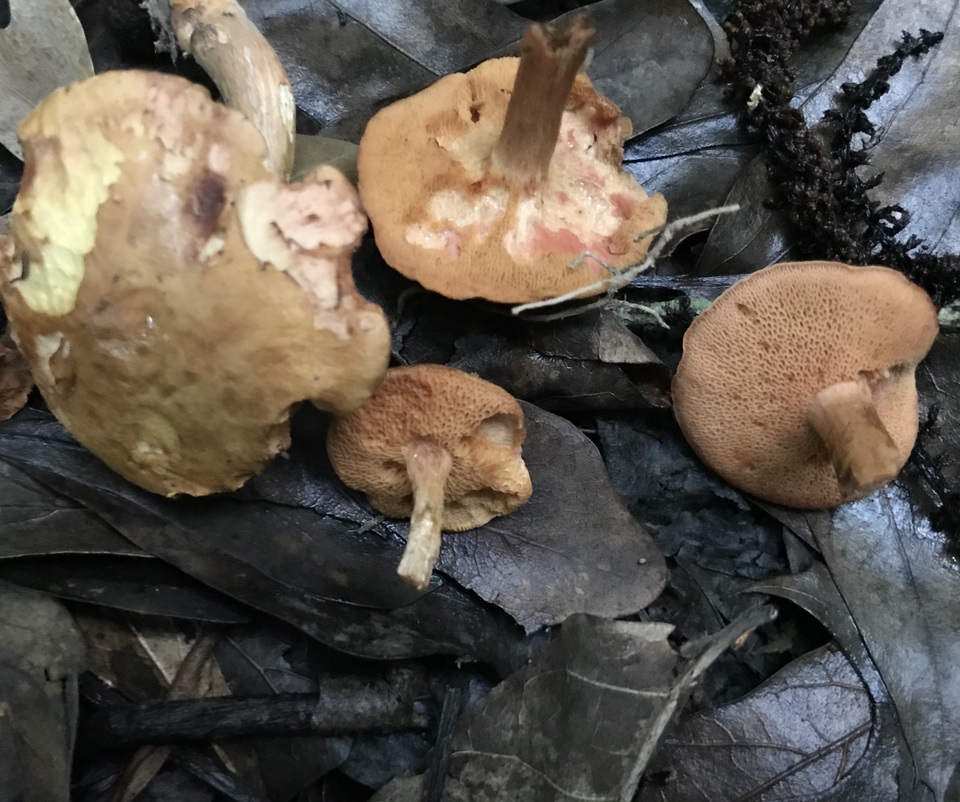 Chalciporus rubritubifer image