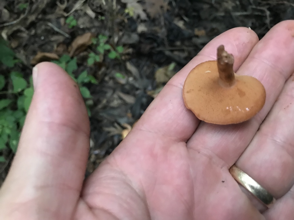Chalciporus rubritubifer image