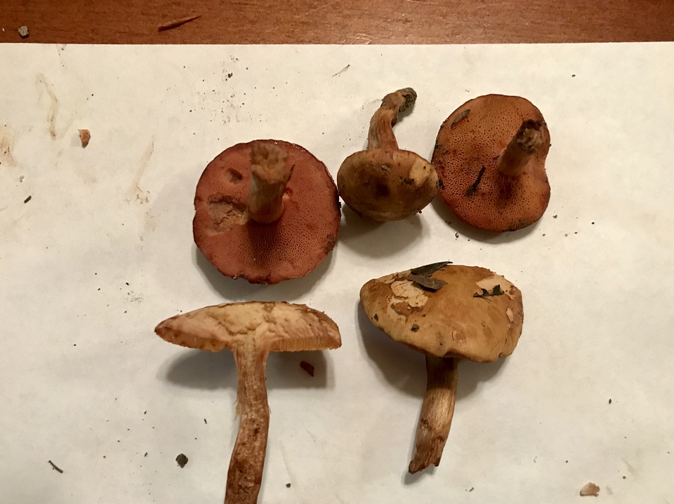 Chalciporus rubritubifer image