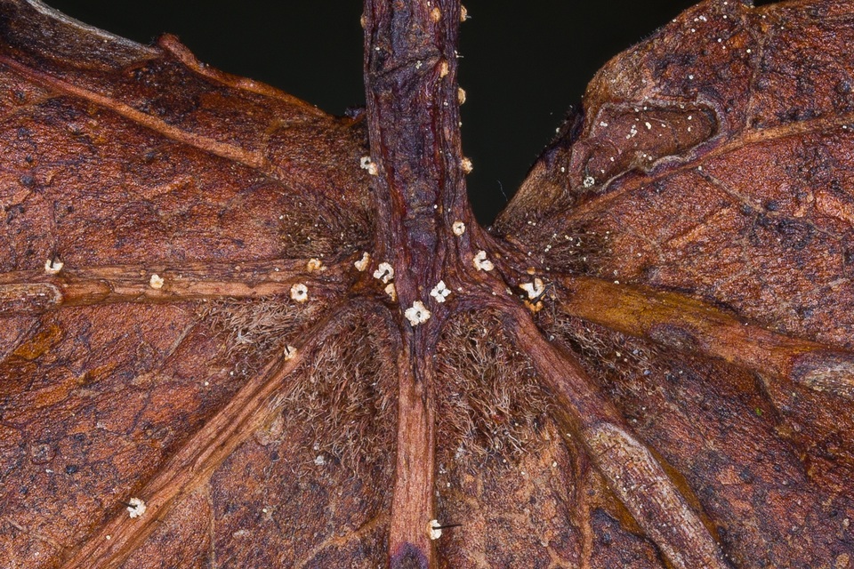 Ambarignomonia image