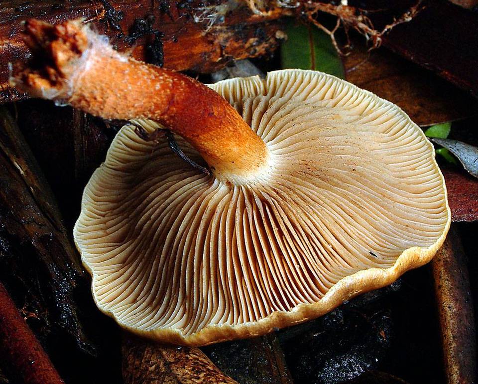 Pholiota communis image