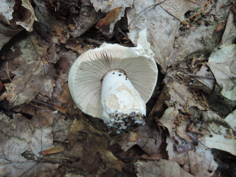 Russula inopina image