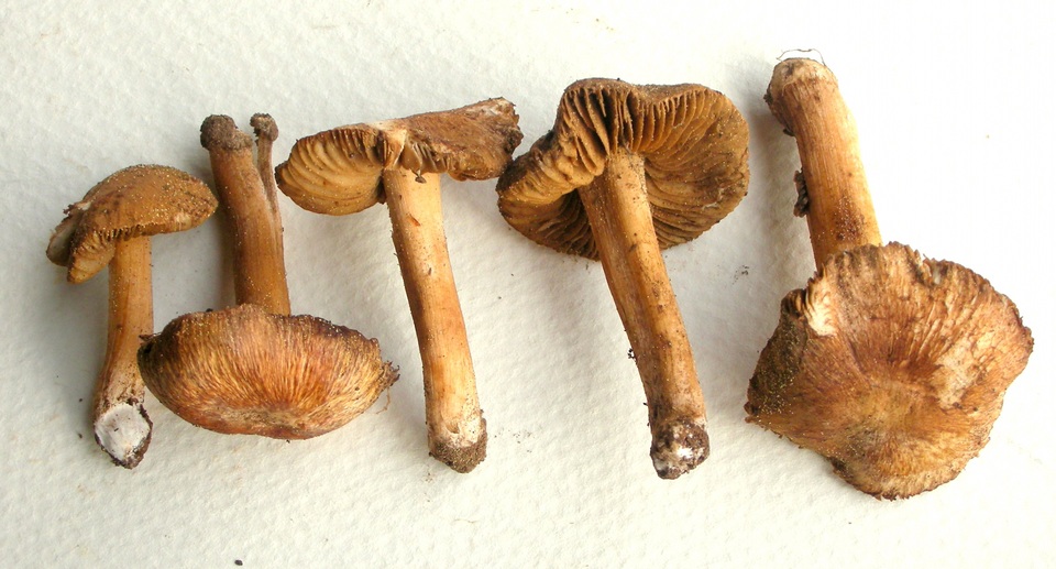 Inocybe chelanensis image