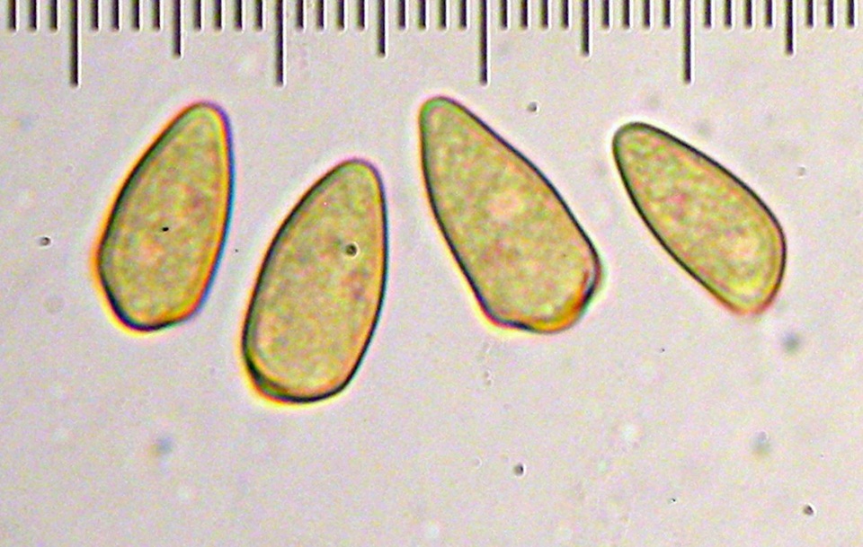 Inocybe chelanensis image