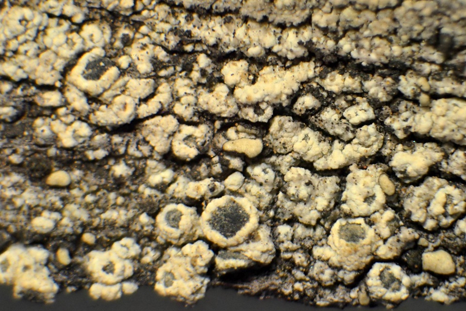 Lecanora simeonensis image