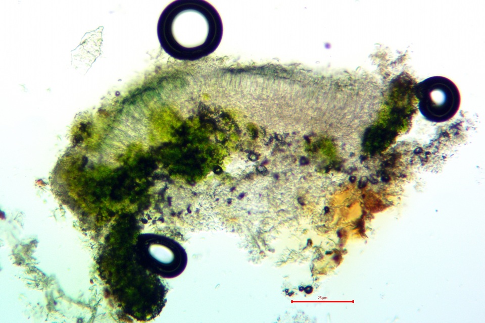 Lecanora simeonensis image