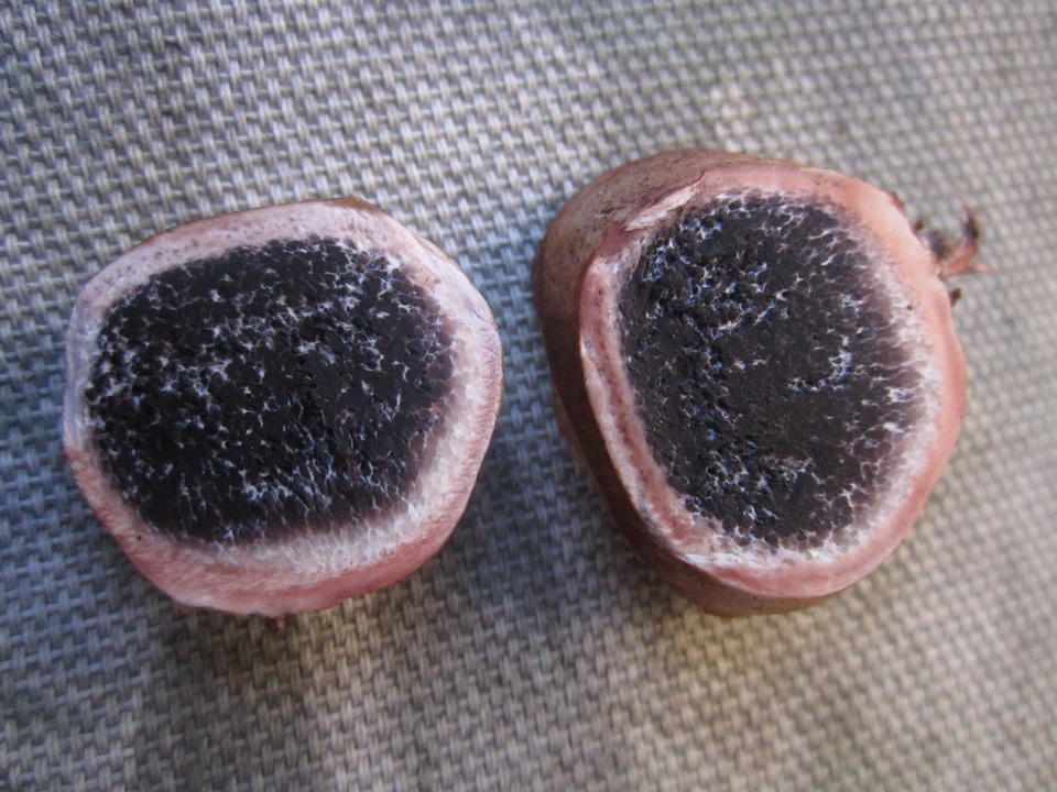 Scleroderma albidum image