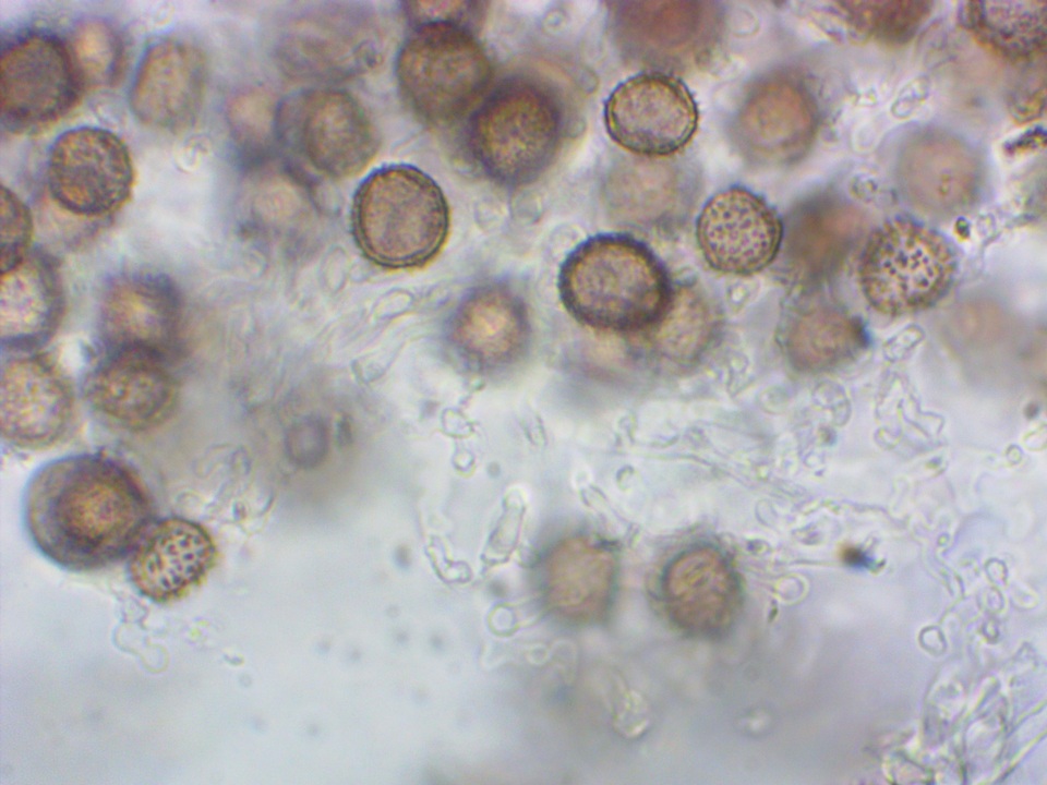 Scleroderma albidum image