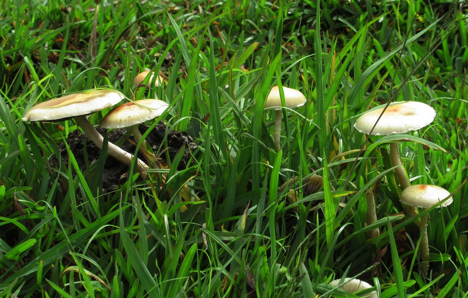 Psilocybe pseudoaztecorum image