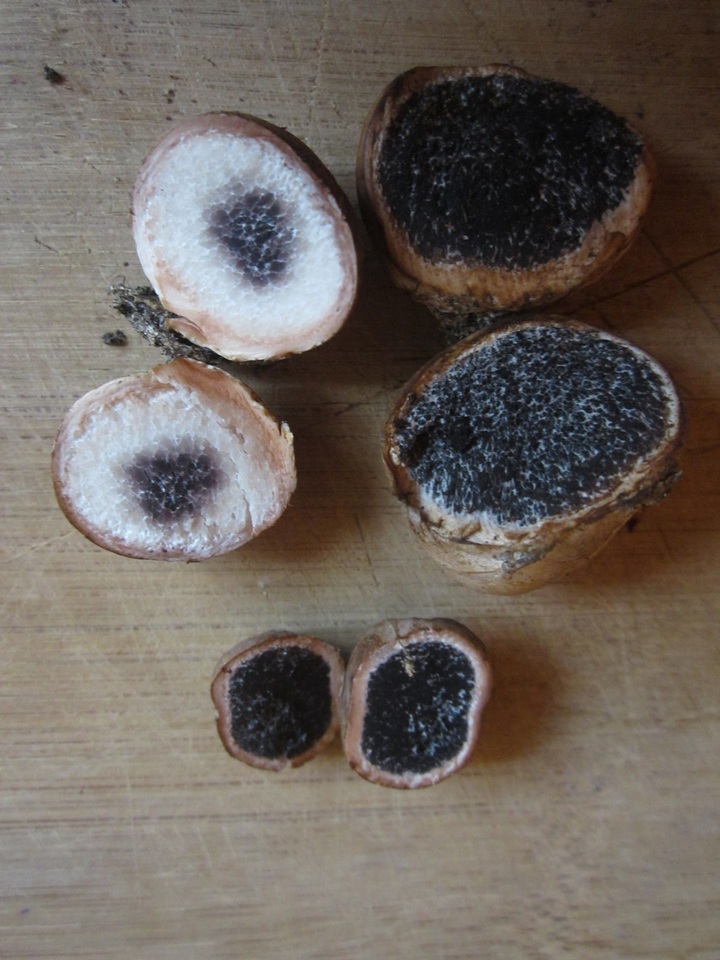 Scleroderma albidum image